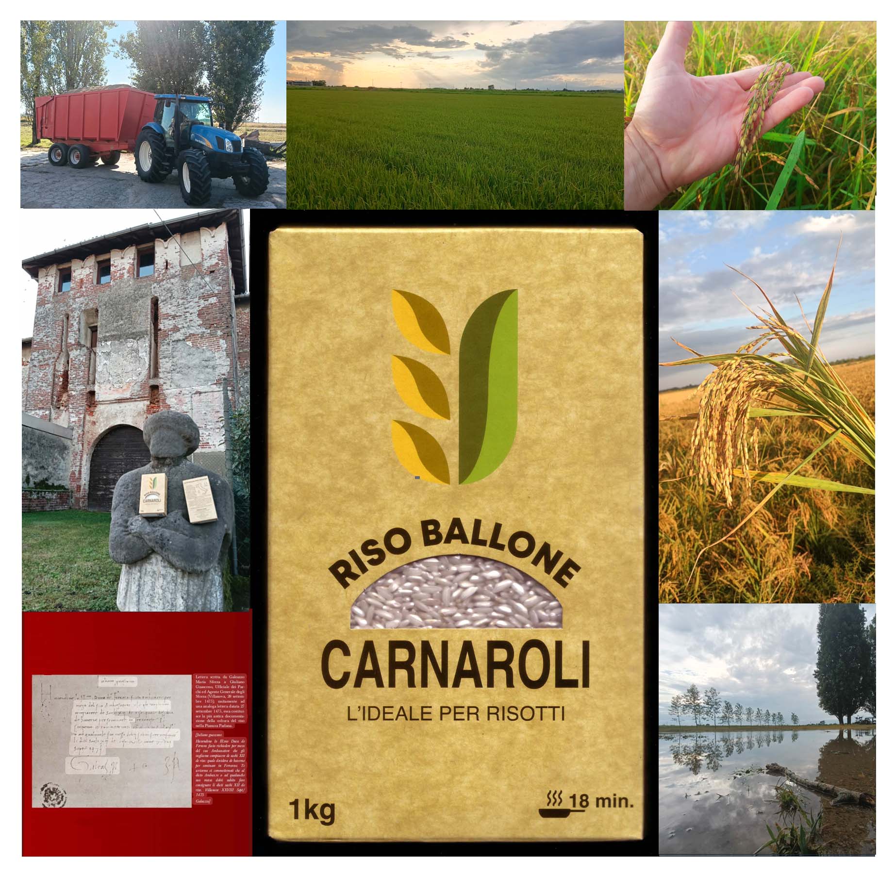 Immagini Riso Ballone - produzione e coltivazione